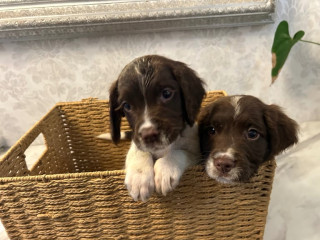 ready-now-kc-reg-male-springer-spaniels
