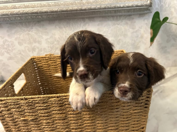ready-now-kc-reg-male-springer-spaniels-big-0