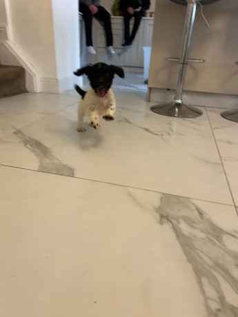 ready-now-kc-reg-male-springer-spaniels-big-1