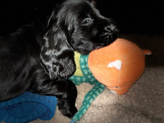 cocker-spaniel-puppies-ready-dec