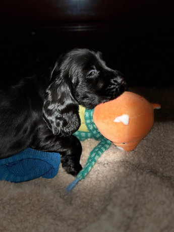 cocker-spaniel-puppies-ready-dec-big-0