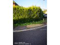 matcol-gardening-services-small-4