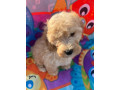 cockapoo-puppies-ready-now-small-1
