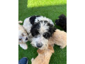 cockapoo-puppies-ready-now-small-0