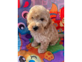 cockapoo-puppies-ready-now-small-3