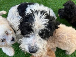 cockapoo-puppies-ready-now