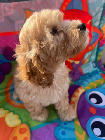 cockapoo-puppies-ready-now-big-2