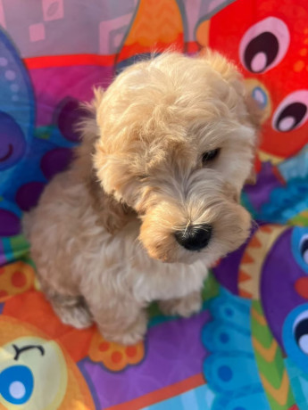 cockapoo-puppies-ready-now-big-1