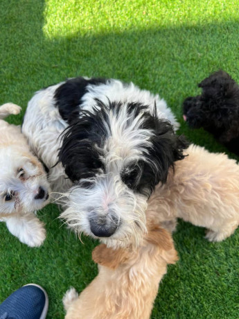 cockapoo-puppies-ready-now-big-0