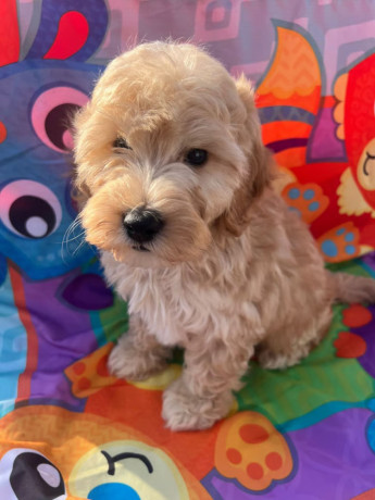 cockapoo-puppies-ready-now-big-3