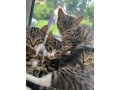 4x-female-kittens-10-weeks-lovely-kittens-small-2
