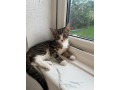 4x-female-kittens-10-weeks-lovely-kittens-small-0