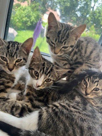 4x-female-kittens-10-weeks-lovely-kittens-big-2