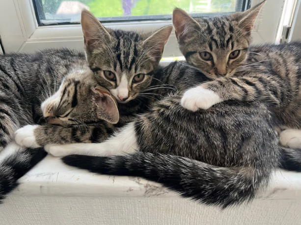 4x-female-kittens-10-weeks-lovely-kittens-big-1