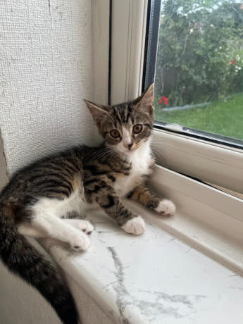 4x-female-kittens-10-weeks-lovely-kittens-big-0