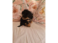 pedigree-shihpoos-small-1