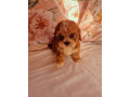 pedigree-shihpoos-small-0
