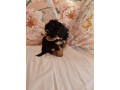 pedigree-shihpoos-small-2