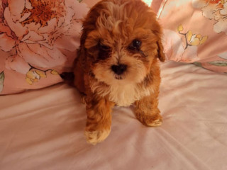 pedigree-shihpoos