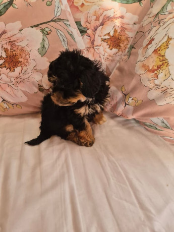 pedigree-shihpoos-big-1