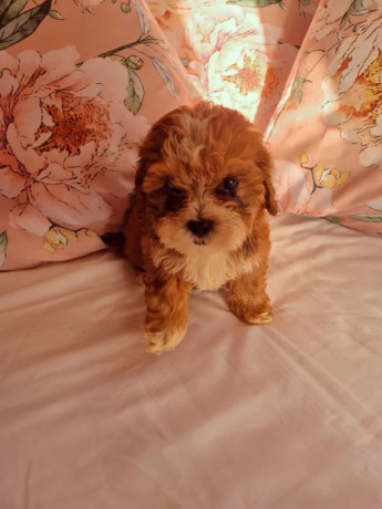 pedigree-shihpoos-big-0