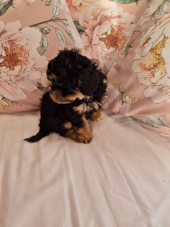 pedigree-shihpoos-big-2
