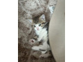 4-kittens-small-3