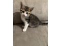 4-kittens-small-2
