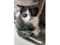 4-kittens-small-1