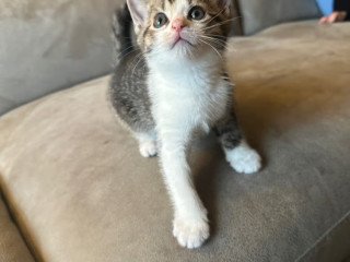 4-kittens
