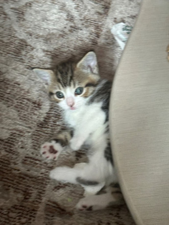 4-kittens-big-3