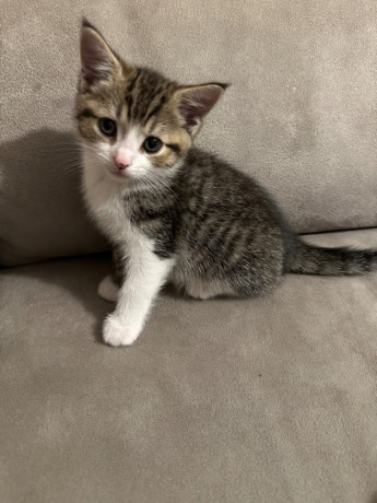 4-kittens-big-2