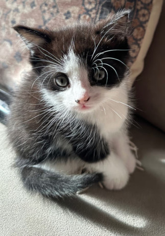 4-kittens-big-1