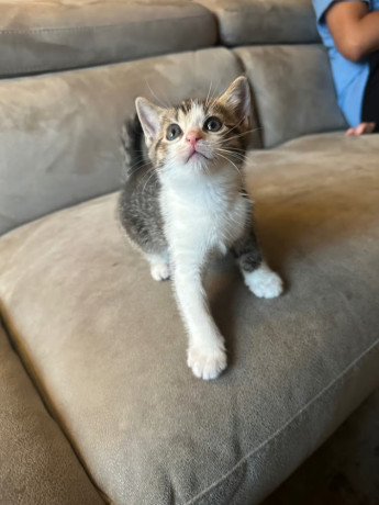 4-kittens-big-0