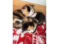 beautiful-kittens-for-sale-small-0