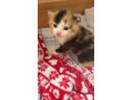 beautiful-kittens-for-sale-small-3