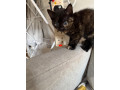 beautiful-kittens-for-sale-small-2