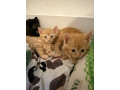 beautiful-kittens-for-sale-small-1
