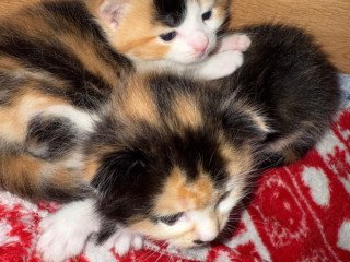 beautiful-kittens-for-sale