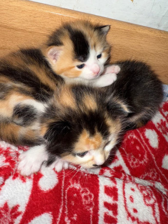 beautiful-kittens-for-sale-big-0