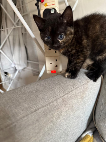 beautiful-kittens-for-sale-big-2