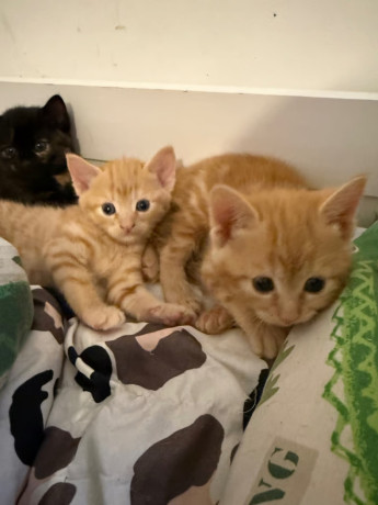 beautiful-kittens-for-sale-big-1