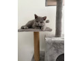 british-shorthair-kittens-small-0