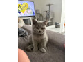 british-shorthair-kittens-small-1