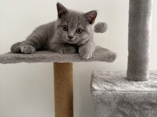 british-shorthair-kittens