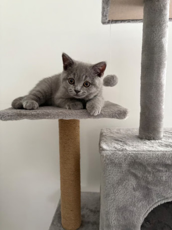 british-shorthair-kittens-big-0