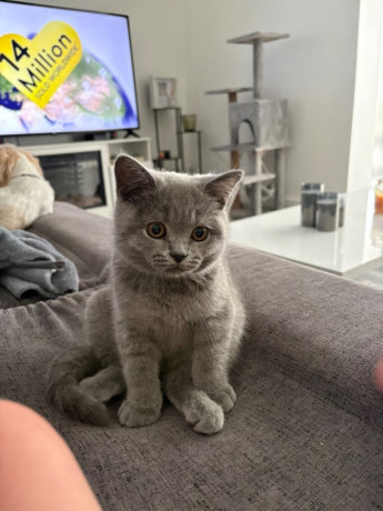 british-shorthair-kittens-big-1
