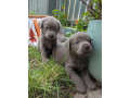 kc-registered-silver-labradors-small-0