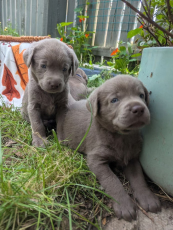 kc-registered-silver-labradors-big-0