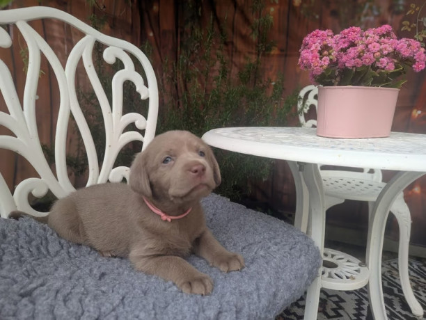 kc-registered-silver-labradors-big-1